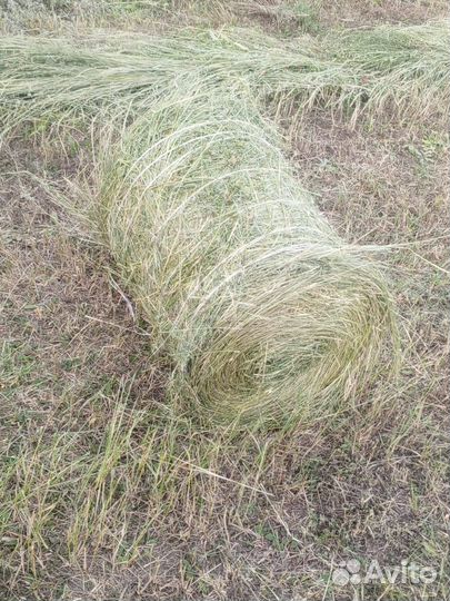 Сено в тюках (16-20 кг)