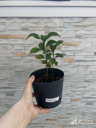 Красный апельсин годовалые ростки