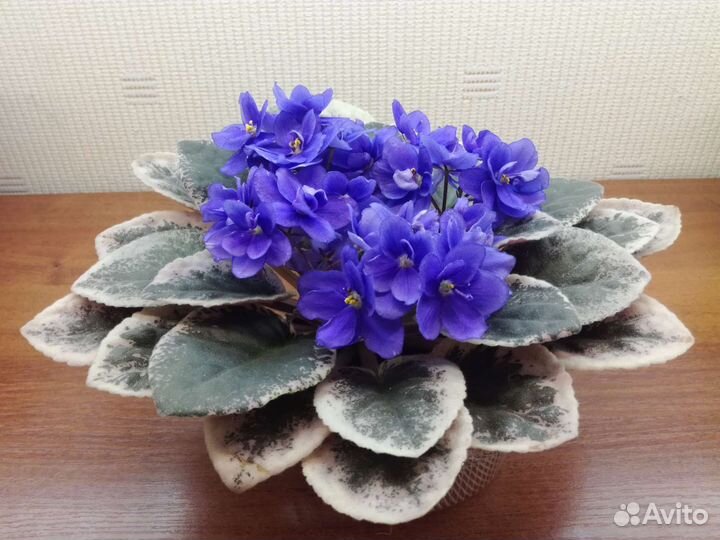 Сортовые фиалки