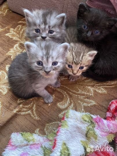 Кошки в добрые руки бесплатно