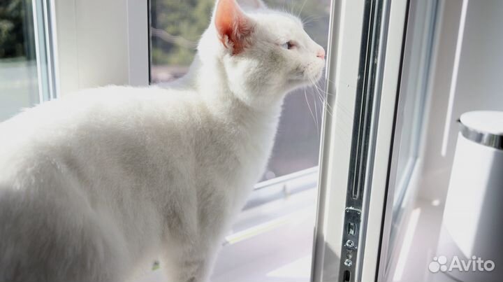 Окна veka Softline