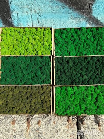 Стабилизированный мох