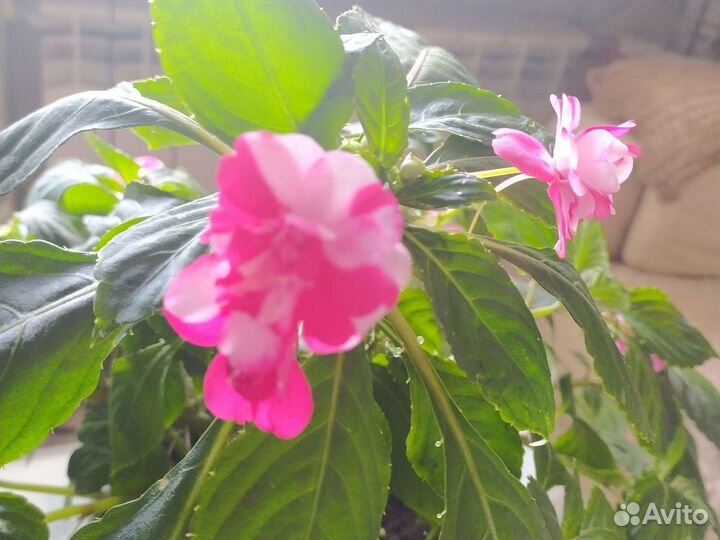 Бальзамин махровый