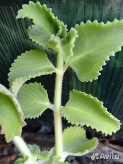 Комнатная мята