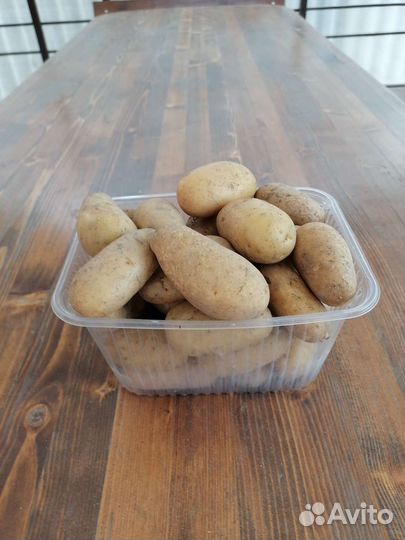 Картофель (Адретта )