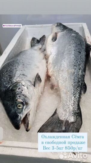 Охлаждённый Лосось (Семга)