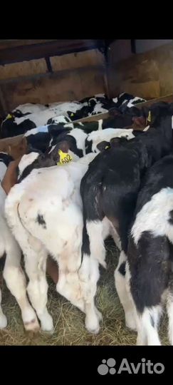 Телята бычки