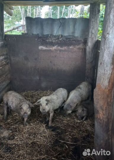 Поросята венгерской мангалицы