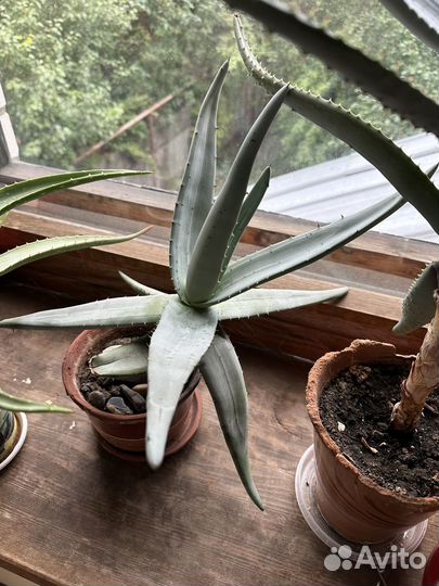 Алоэ разные сорта