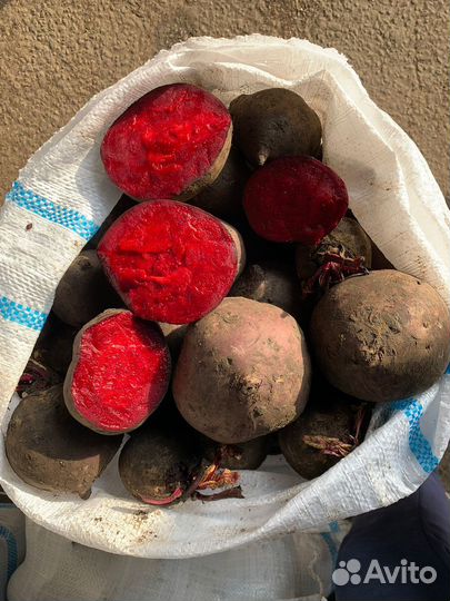 Свекла оптом Пабло