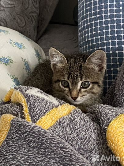 Котенок девочка в добрые руки