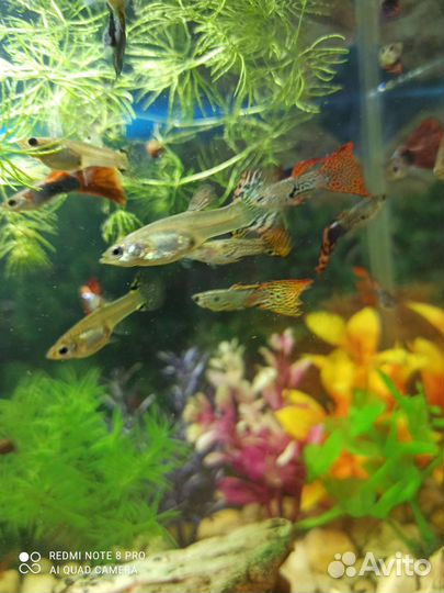 Гуппи 