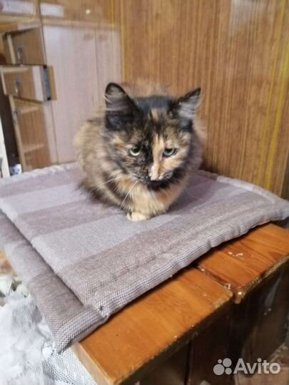 Кошки в добрые руки бесплатно