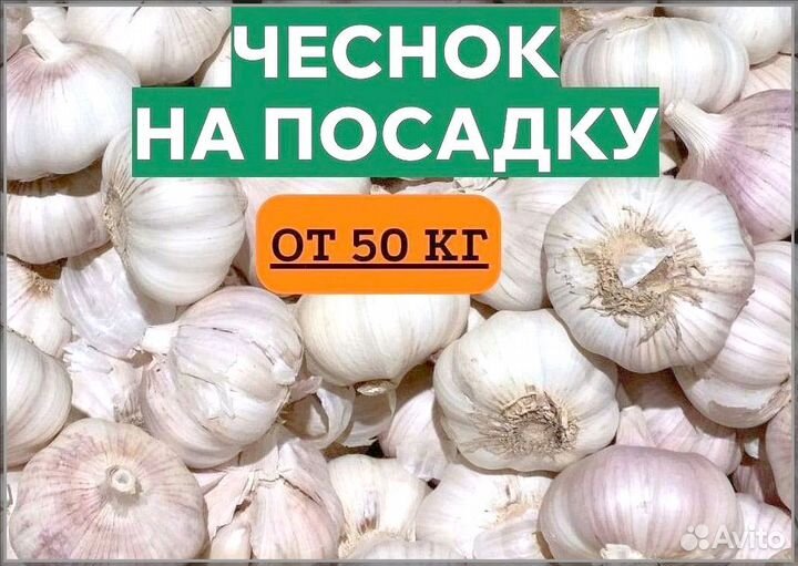 Чеснок озимый на посадку