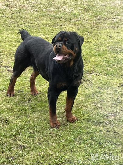 Ротвейлер мальчик