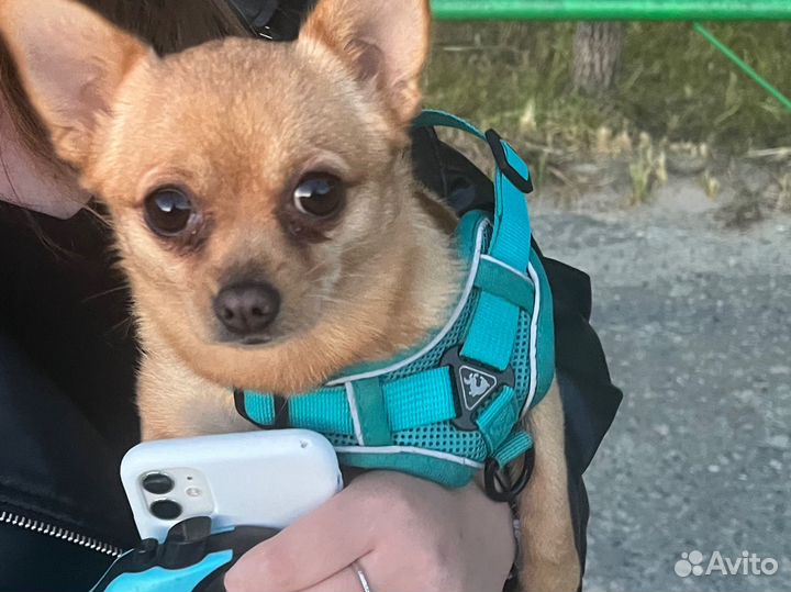 Передержка животных на время отпуска