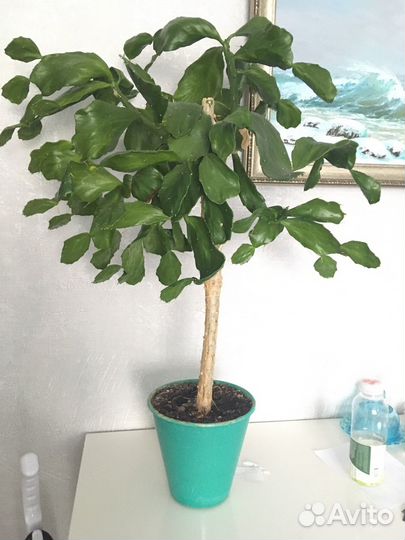 Комнатный цветок 80 см
