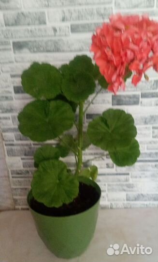 Пеларгония герань