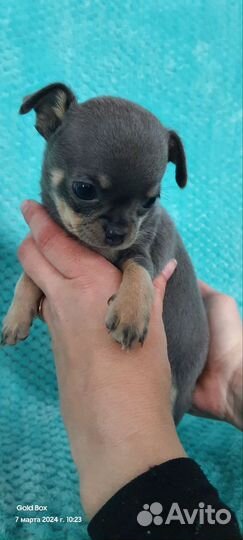 Щенки чихуахуа