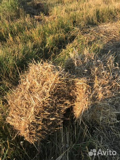 Солома в кипах 2023