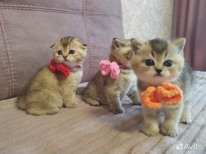 Продам котят