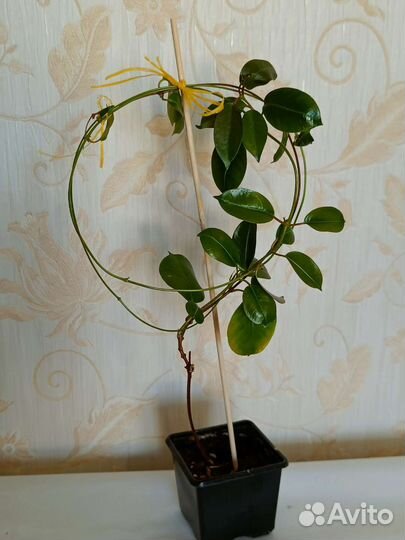 Дипладения