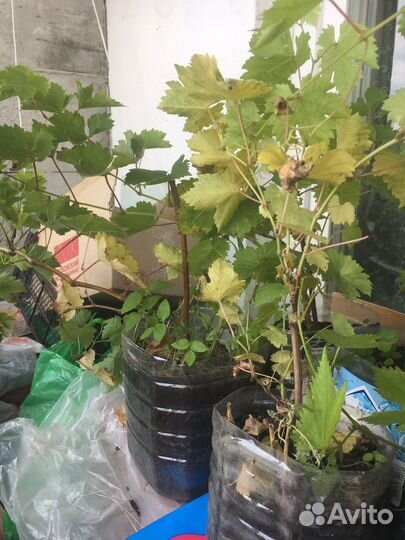 Саженцы винограда