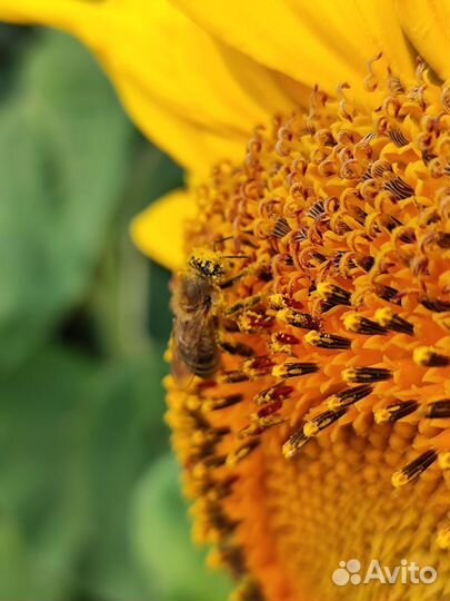 Мед подсолнечный (подсолнух)