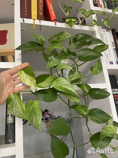 Эпипремнум марбл квин (Сциндапсус)