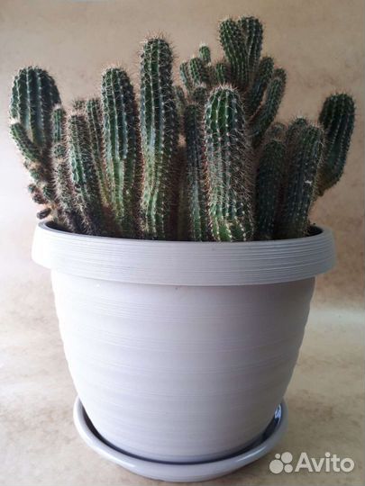 Кактус 20 лет