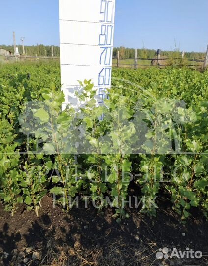 Тополь пирамидальный без пуха саженцы черенки