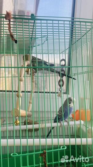 Волнистый попугай с клеткой