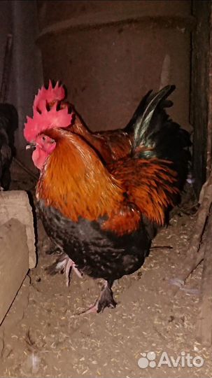 Инкубационное яйцо