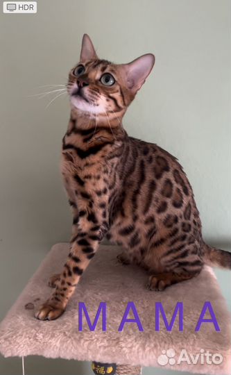 Бенгальские чистокровные котята шикарные розетки