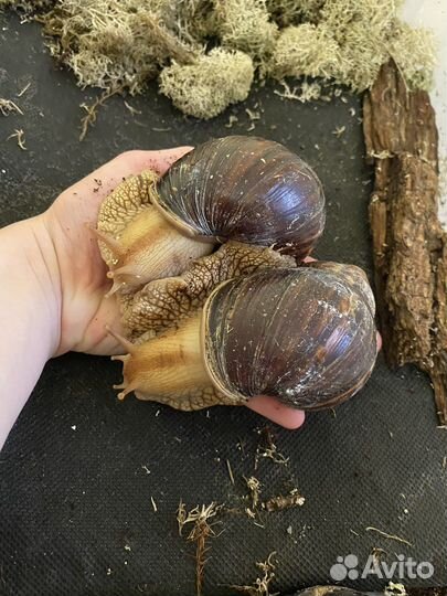 Ахатина иммакулята