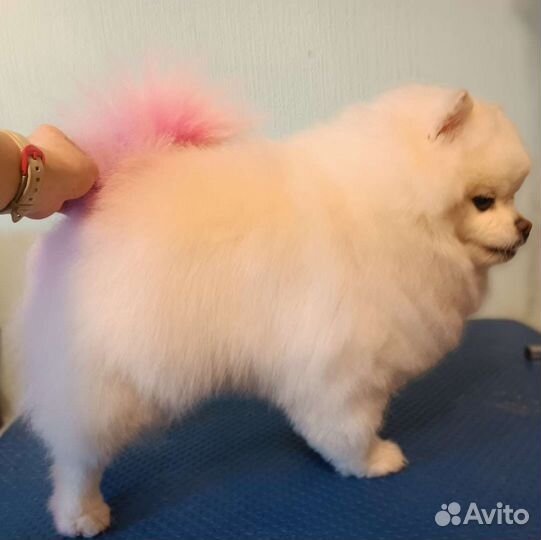 Ауф Груминг - грумер - стрижка животных