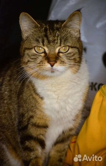 Тома в поисках доброго дома