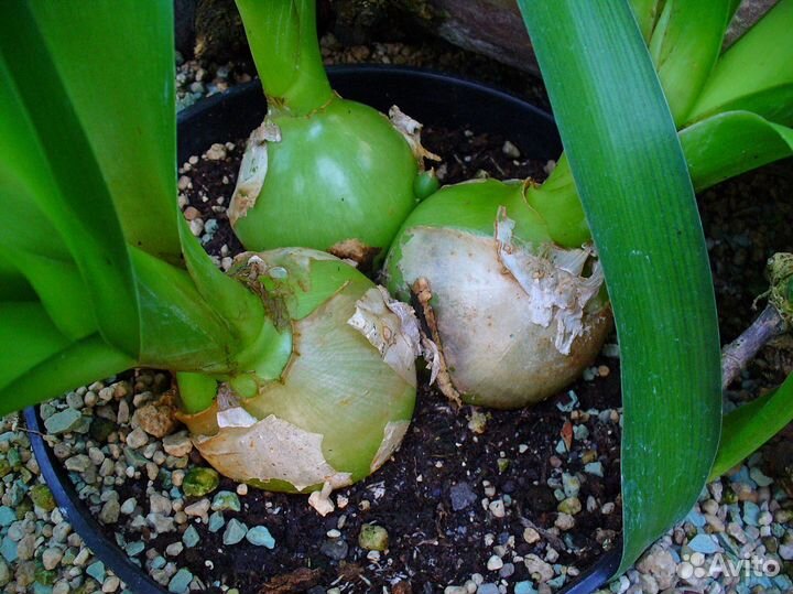 Лечебное редкое растение