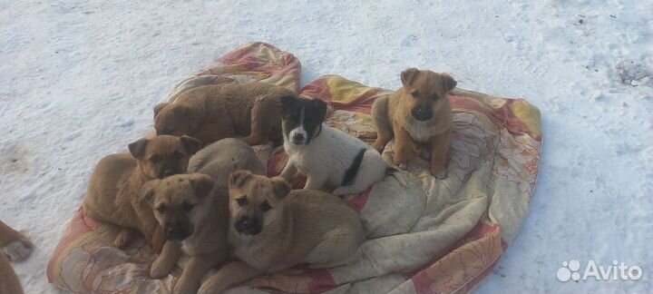 Верный друг