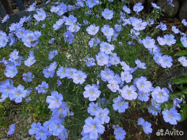 Лён садовый (многолетний)