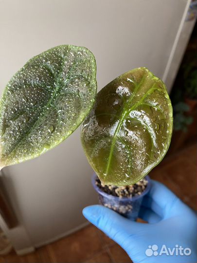 Комнатные растения