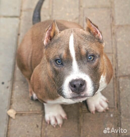 Американский булли, маленький кач