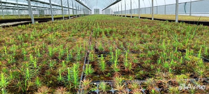 Сеянцы сосны зкс от производителя