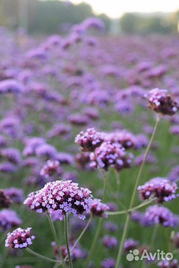 Полезные растения