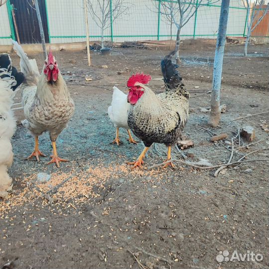Петухи,куры