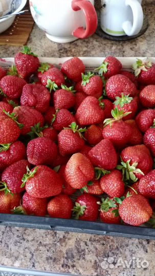 Рассада клубники Азия, Альба