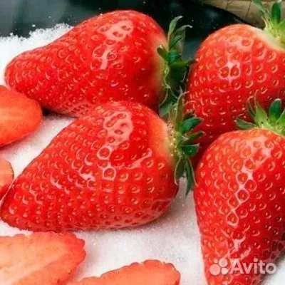 Рассада клубники клери, альба