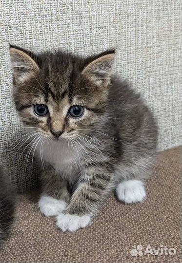 Отдам в добрые руки замечательных котят