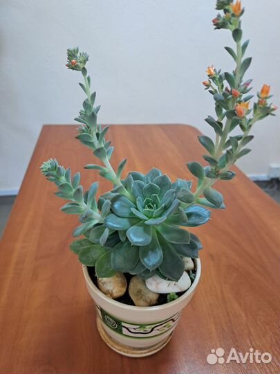 Молодило каменная роза