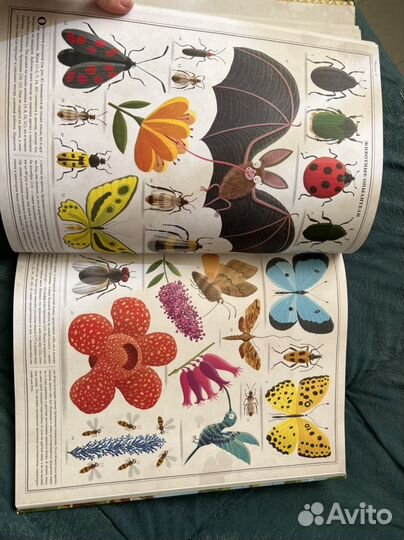 Петр Соха.Пчёлы